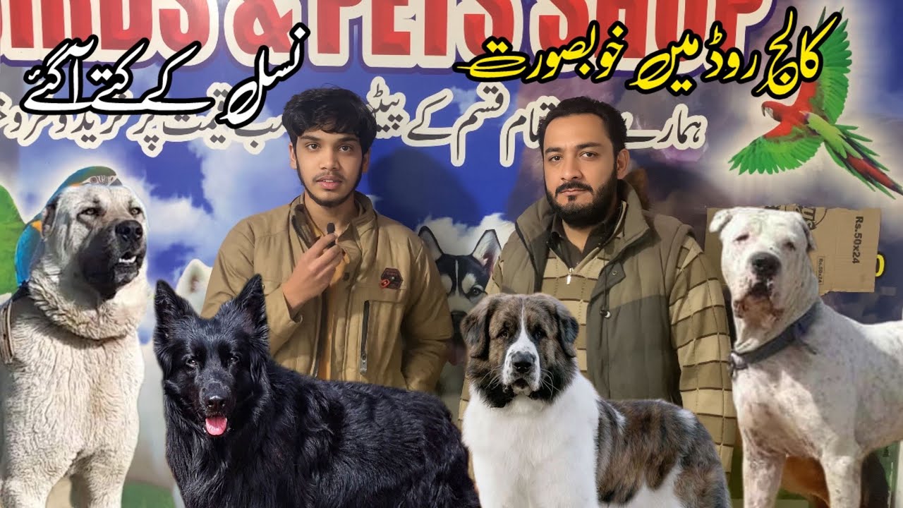 Rawalpindi College Road | Famous Dog Shop In 2025 | Shahzain Animals Vlogs