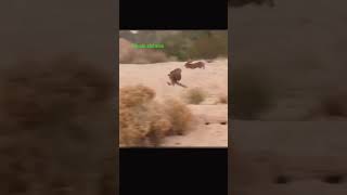 اهنگ عربی شکار  عربی عقاب
