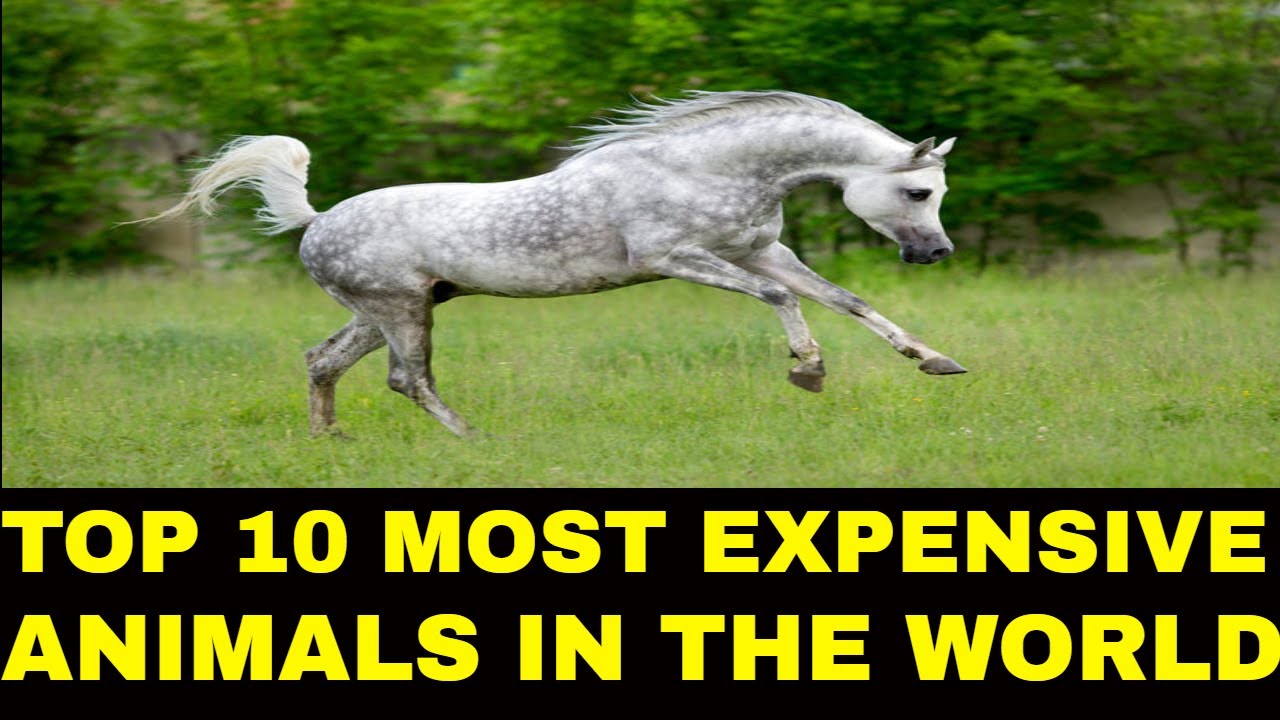 top 10 most expensive animals in the world 2018 YouTube