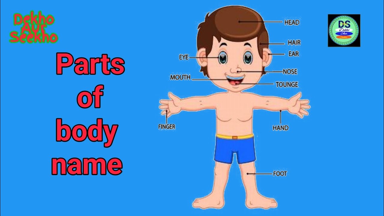 BODY PARTS PARTS OF BODY NAME PARTS OF BODY NAME IN ENGLISH body-parts-parts-of-body-name-parts-of-body-name-in-english