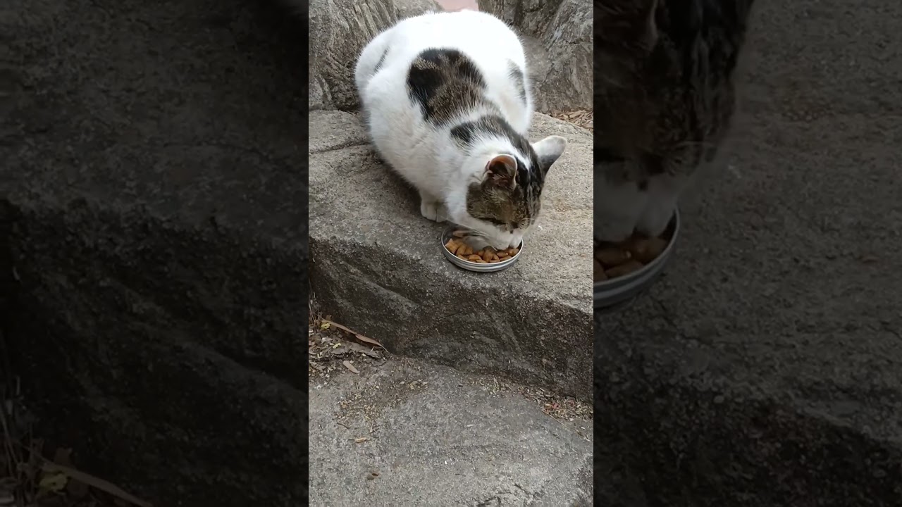 Странное поведение кота 😂😂😂 Он пытается быть дружелюбным или ищет, чтобы его почесали? 