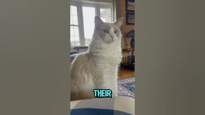 Video 7212731: cat animals facts, cat facts cute