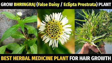 How to Grow Bhringraj at Home | Trailing Eclipta Alba/Prostrata/False Daisy | Grow Healthy Hair