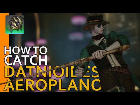 How to catch Datnioides Aeroplanos in FFXIV