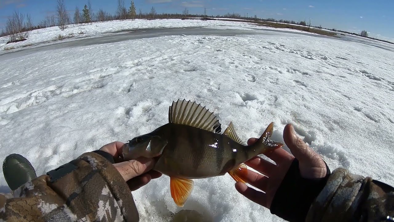 рыбалка по последнему льду на окуня