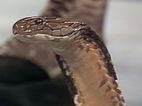 Jake "The Snake" Roberts attacks Randy Savage with a cobra