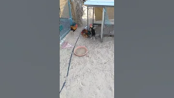 One Hen Three Rooster Mating ShortsFeed RoosterM 