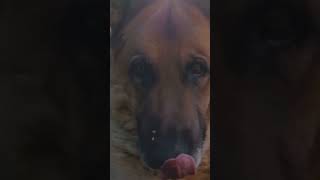 Fallout 4 dog companion “Dogmeat” origin story #fallout4 #fallout #trending #gaming #dog