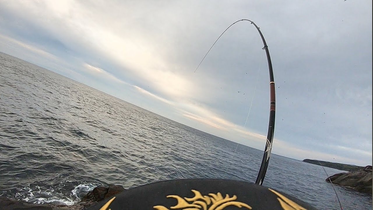 東伊豆最強の地磯はバケモンだらけ。#フカセ釣り #磯釣り #尾長グレ #本流釣り MANCING MANIA JAPAN