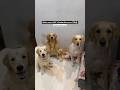 Which One Is NOT A Golden Retriever 99 People Get This Wrong Goldenretreiver Dogs Pets Op