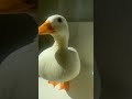 Enternxlkz SLAY Duck Version