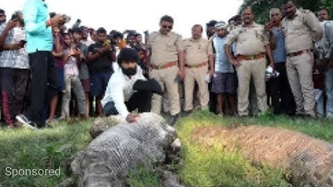 जब किसान के खेत में मिला अजगर सांप और देखिए कौन से जीव को जिंदा निगल गया था।Rock Python Rescue