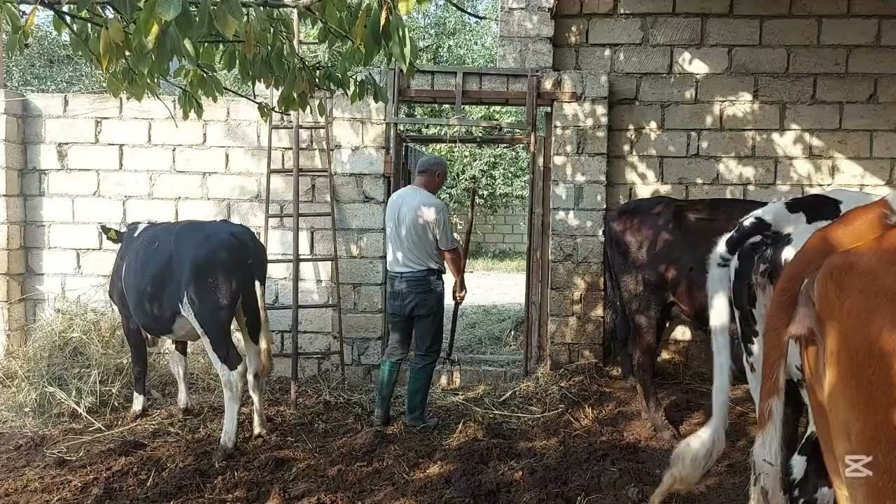 Səhərdən Axşama İnəklərlə.Kənd həyatı