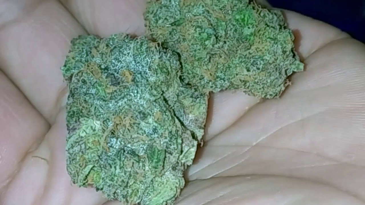 Apple Sorbet by Seed Junky Genetics