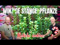 Kleine Stängelpflanze für den Vorder- und Mittelgrund | Rotala indica | ADVENTdicted! Türchen 3