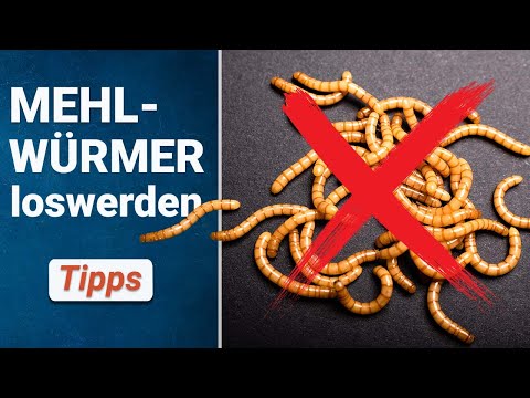 Video: Mehlwurm - wer ist das? So werden Sie Mehlwürmer los