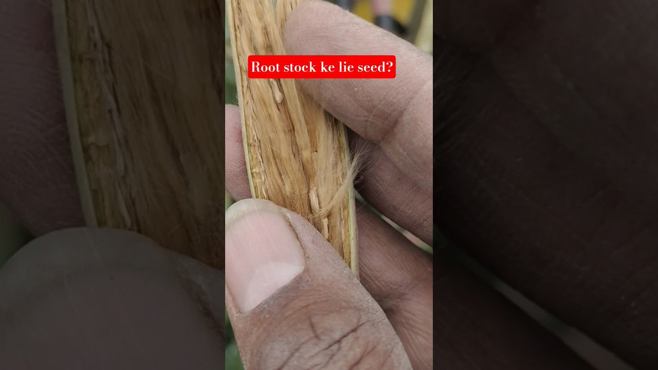 "Healthy Rootstock Ke Liye Beej Kaise Chune | Grafting Ke Liye Best Adenium Seeds Ka Raaz 🌱"