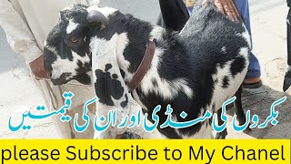 Bakra Mandi Vlogs (Multan Kabotar Mandi) by Animal Lovers With Sardar 223 views 1 month ago 7 minutes, 17 seconds