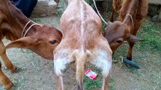 Cute Animals Two Cows Are Drinking Goat Milk