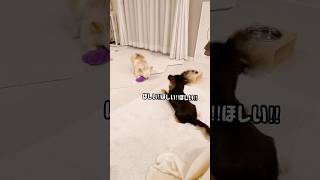 激しいなー😆　#shorts #チワワ #犬のいる生活 #多頭飼い