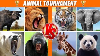 Wild Animals Tournament Arena Spore