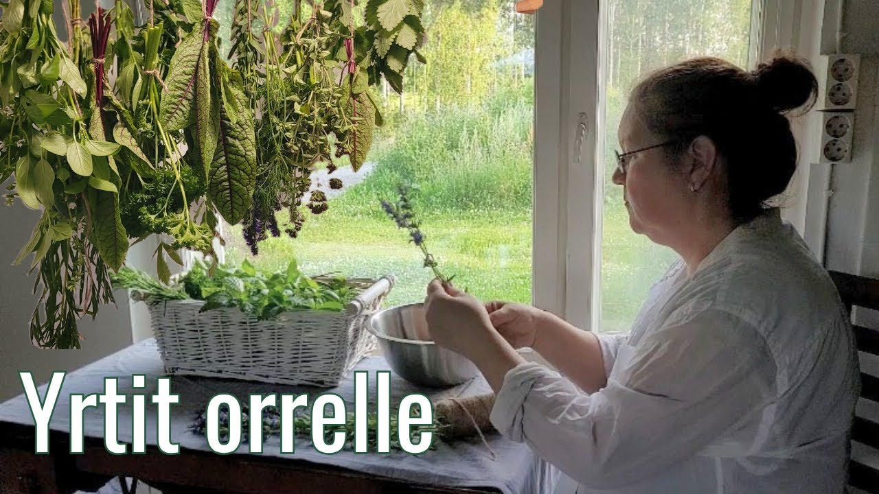 Kerätään yrttejä kuivumaan