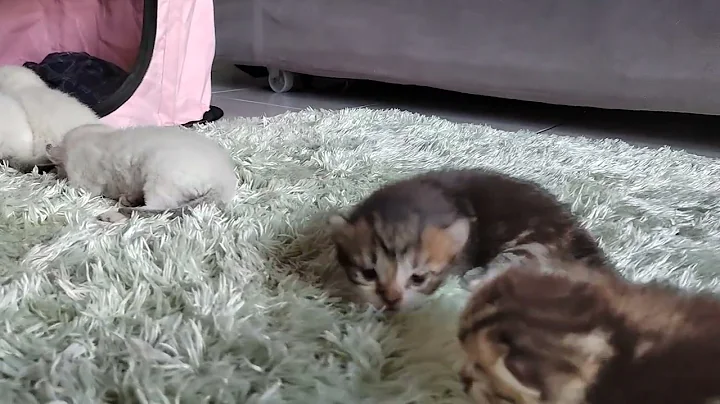 Video 1711431: mix british, american curl, american hair, baby american, sleeping british