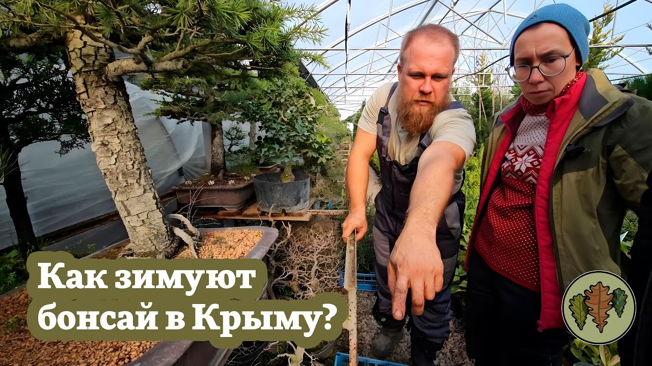 Как зимуют бонсай в Крыму? / Обзор коллекции бонсай Александра Пожидаева