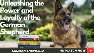 Unleashing the Power and Loyalty of the German Shepherd: A Video Tribute|4K||DETAILED||REUPLOADED| Wealth