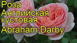 Роза английская кустовая Абрахам Дэрби. Краткий обзор, описание характеристик Abraham Darby