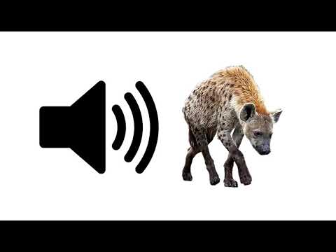 Hyena - Sound Effect | ProSounds