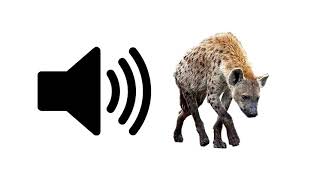 Hyena - Sound Effect | ProSounds
