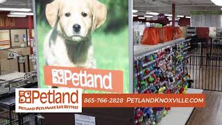 Petland Knoxville's Pets Make Life Better ❣️ by Petland Knoxville 22,208 views 3 years ago 31 seconds