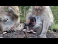 Life  of monkeys - Ep50, monkey protects baby, monkey eating peanuts, cu...