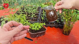 After transplanting, water the seedlings with this and the roots will grow like crazy