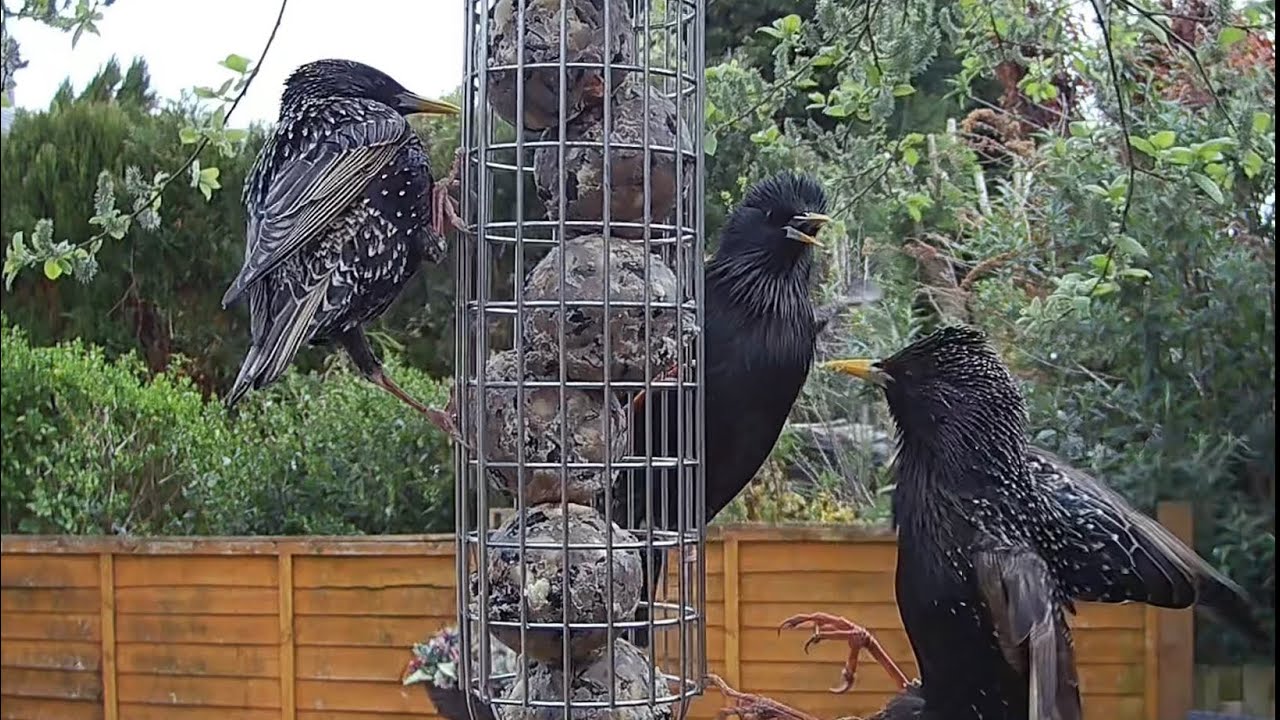 Hungry starlings feeding on the fat balls 