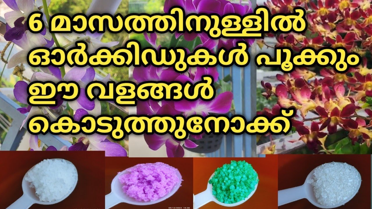 നഴ്സറിക്കാർ ഓർക്കിഡിന് പെട്ടെന്ന് വളരാനും പൂവിടാനും കൊടുക്കുന്ന വളങ്ങൾ//Orchid Fertilizers