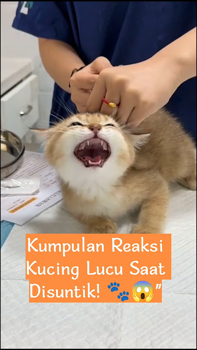 Kumpulan Reaksi Kucing Lucu Saat Disuntik! 🐾😱 #cat #kucinglucu # reaksikucing#shorts
