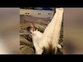 LAUGH extremely HARD NOW  – Best FUNNY ANIMAL VIDEOS 2019