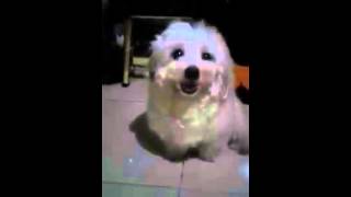 CUTE FUNNY VIDEOS GREAT very good