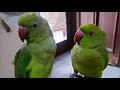Live Now | Chulbul Jojo Parrots Talking &amp; Funny Moments 😍 | Parrot Family Entertainment 🦜