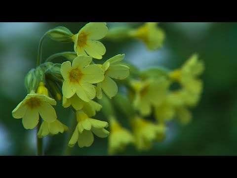 Video: Prvosenka Zahradní
