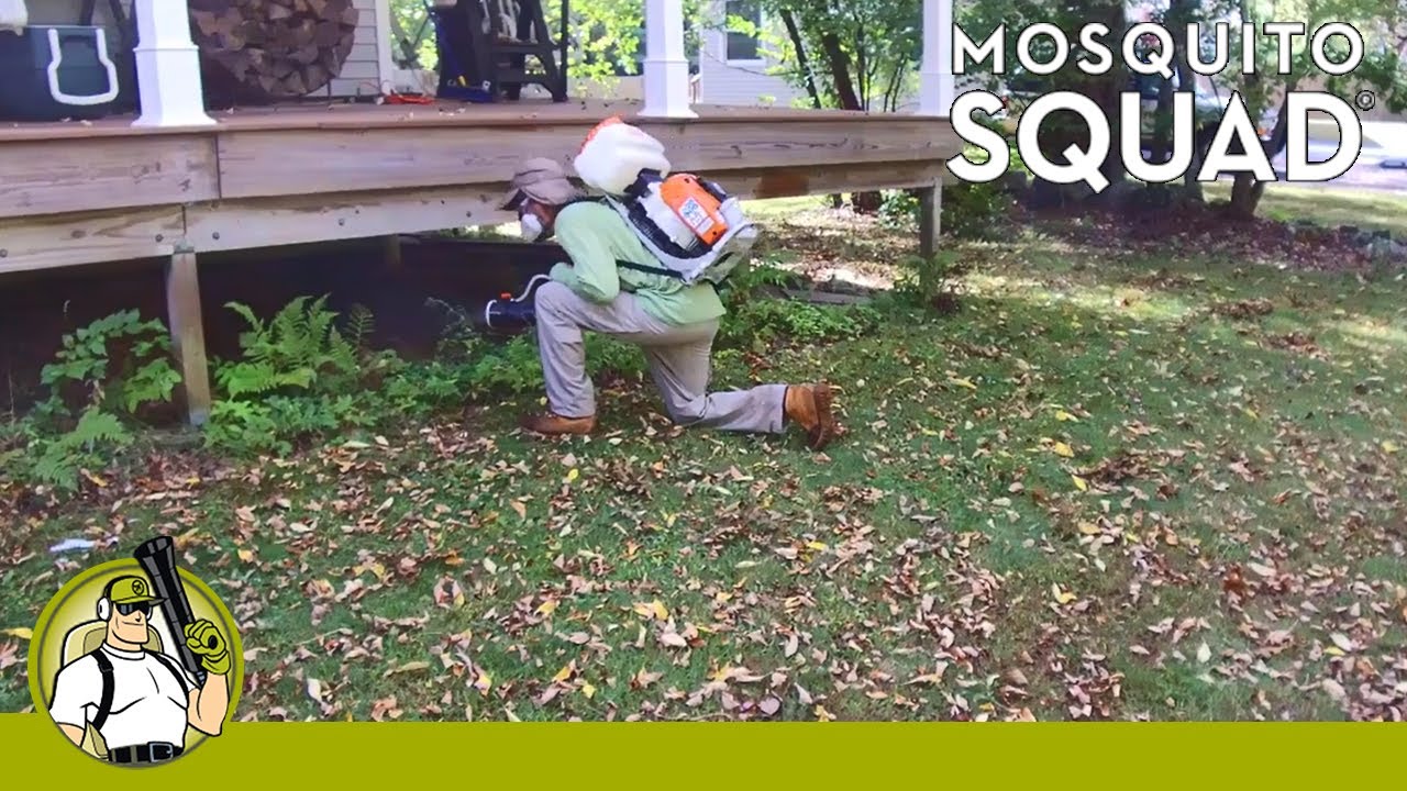 How Our Mosquito Squad Service Works - Chelmsford & Cambridge