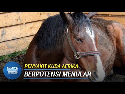 Video: Wabak Penyakit Di Kuda