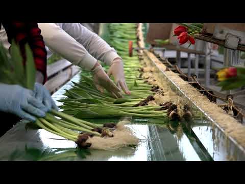 Video: Tulpen Broeien In De Herfst