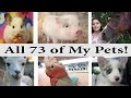 My Personal Zoo 2017