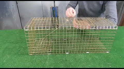 TrapMan Folding Rabbit trap setting