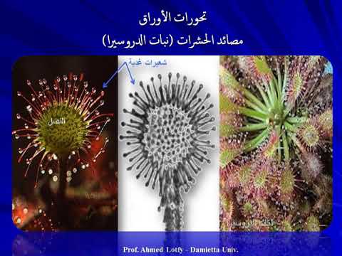 صور ورسومات مورفولوجيا الأوراق الجزء الثانى ترتيب الأوراق تحورات الأوراق