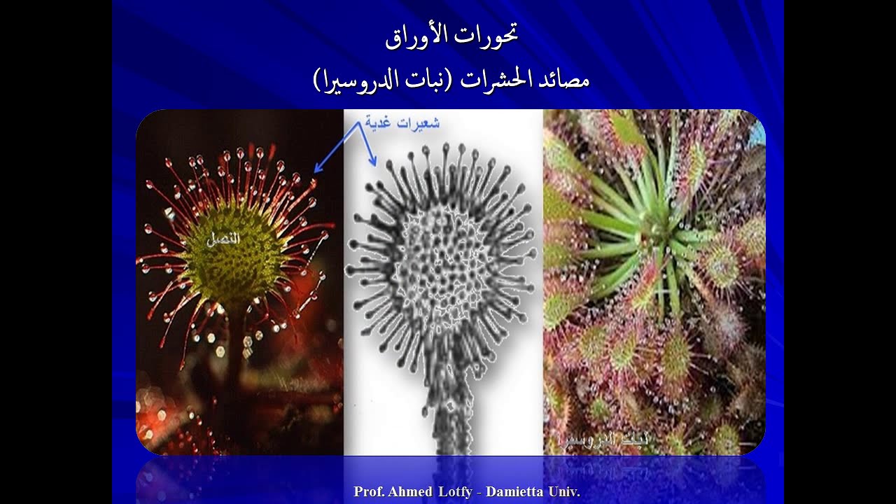 صور ورسومات مورفولوجيا الأوراق الجزء الثانى 