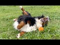 足をひねった老犬バーニーズのその後